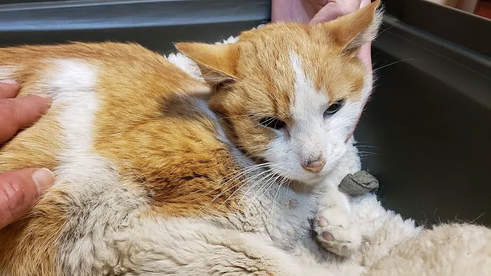 North Shore Animal Hospital 4