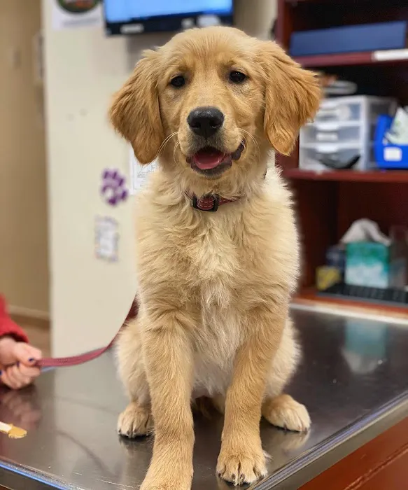 North Shore Animal Hospital 8