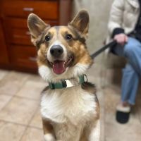 Premier Veterinary Medical Group - Bayside ico
