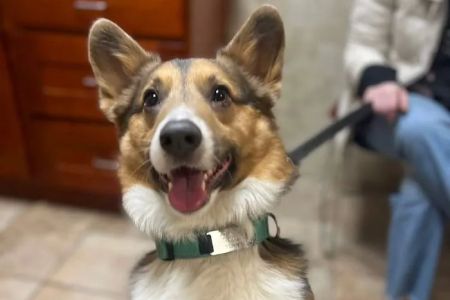 Premier Veterinary Medical Group - Bayside