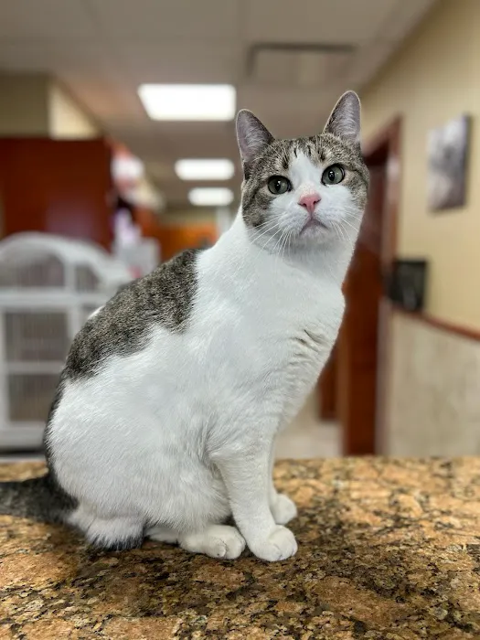 Premier Veterinary Medical Group - Bayside 2
