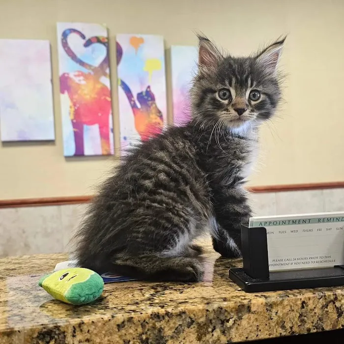 Premier Veterinary Medical Group - Bayside 6