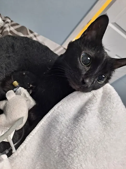 Lefferts Animal Hospital 12
