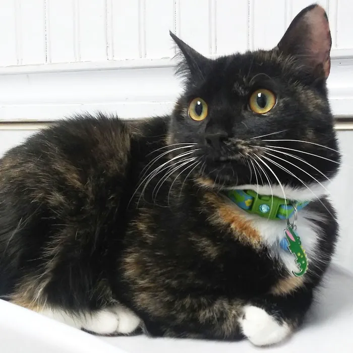 Lefferts Animal Hospital 12