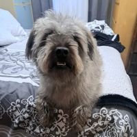 Austin Veterinary Care ico