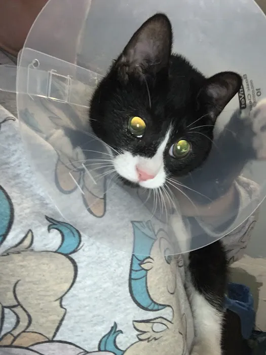 Austin Veterinary Care 4
