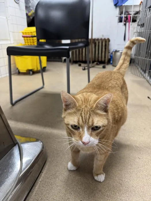 Mobile Veterinary Animal Clinic 12