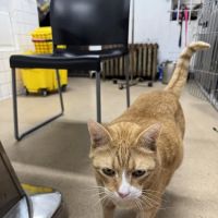Mobile Veterinary Animal Clinic ico