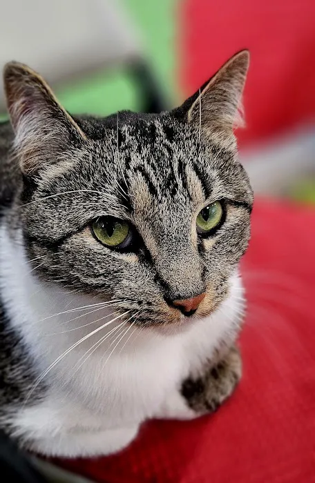 Veterinary Care Group - Whitestone 4