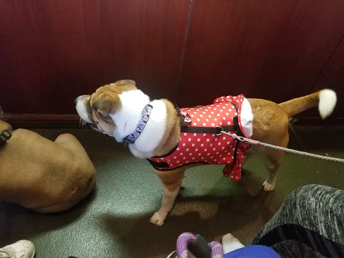 Veterinary Care Group - Whitestone 1