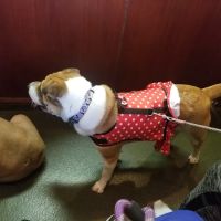 Veterinary Care Group - Whitestone ico