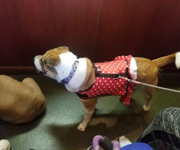 Veterinary Care Group - Whitestone