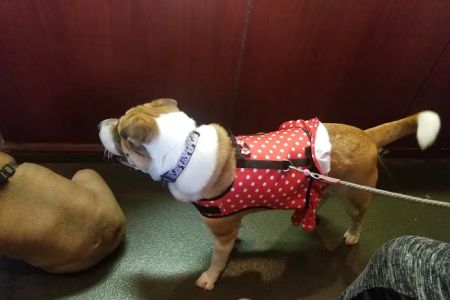 Veterinary Care Group - Whitestone