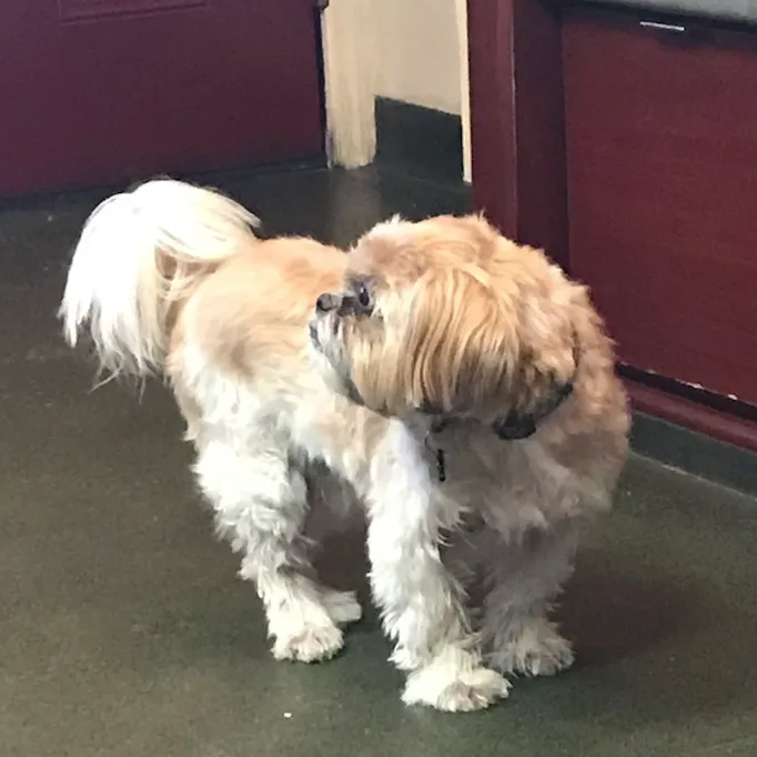 Veterinary Care Group - Whitestone 8