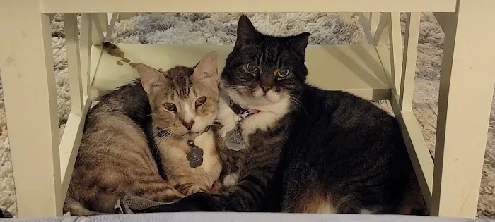 The Dog & Cat Doctor 12