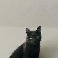 The Dog & Cat Doctor ico