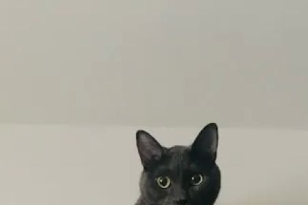 The Dog & Cat Doctor
