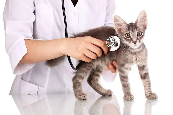 Vet In Queens/USDA Vet 7