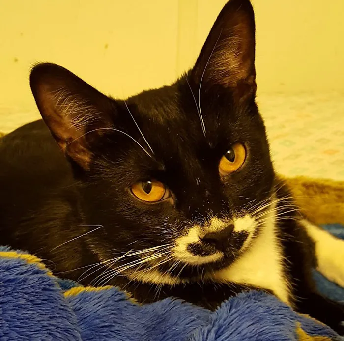 Vet In Queens/USDA Vet 6