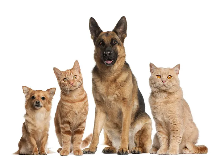 Vet In Queens/USDA Vet 1