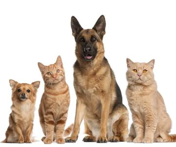 Vet In Queens/USDA Vet