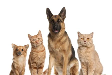 Vet In Queens/USDA Vet