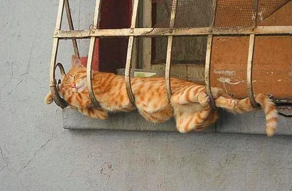 Spay Neuter Clinic 6