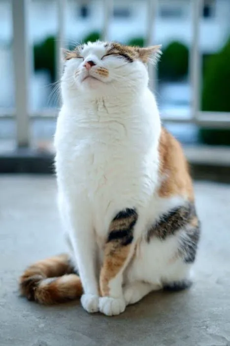 Spay Neuter Clinic 8