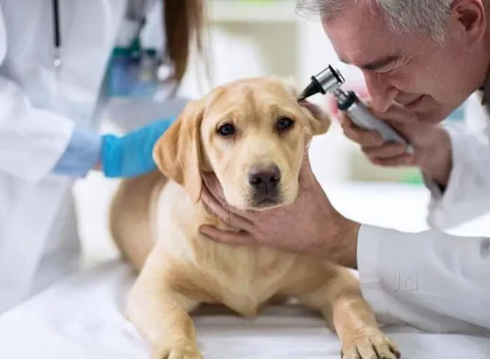 Spay Neuter Clinic 1
