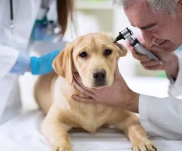 Spay Neuter Clinic