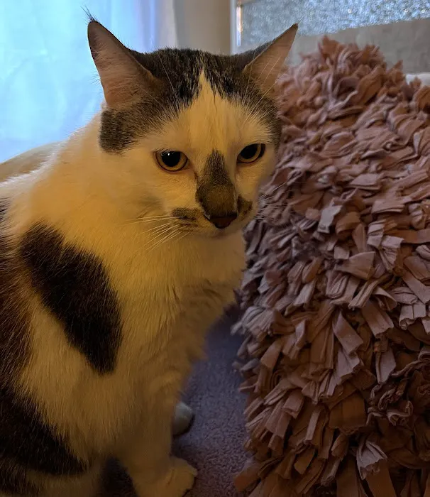 IAC Urgent Vets - Emergency and Urgent Care Animal Hospital 6