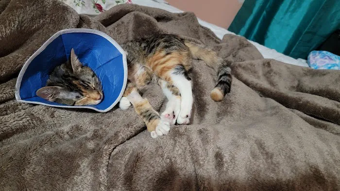 IAC Urgent Vets - Emergency and Urgent Care Animal Hospital 2