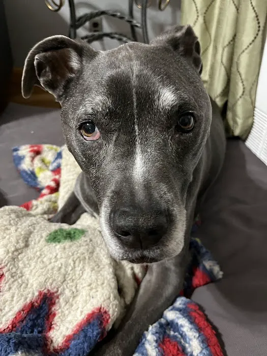 IAC Urgent Vets - Emergency and Urgent Care Animal Hospital 10