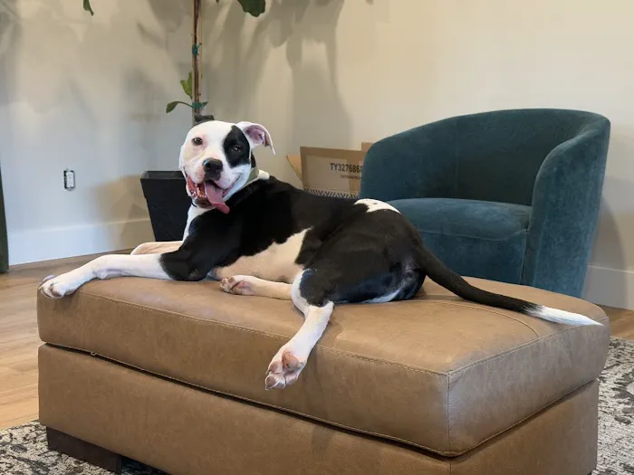 Feeling Pawsitive Veterinary Behavioral Solutions 12
