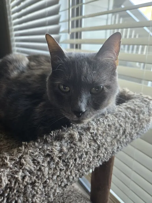 Feeling Pawsitive Veterinary Behavioral Solutions 12