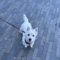 Feeling Pawsitive Veterinary Behavioral Solutions ico