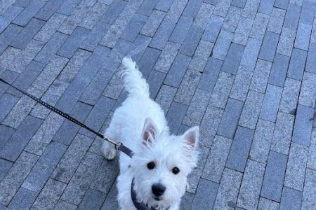 Feeling Pawsitive Veterinary Behavioral Solutions