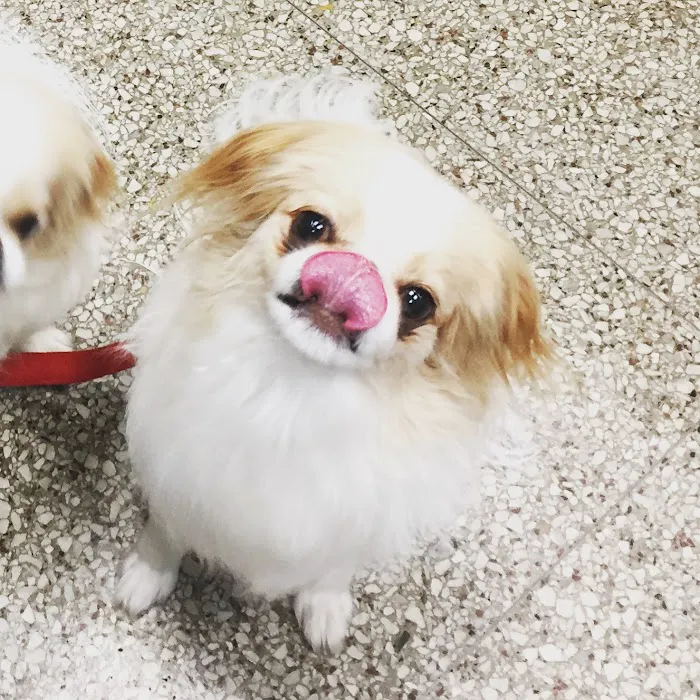 Ambassador Animal Hospital 8