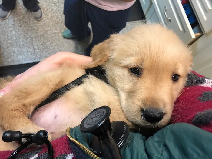 Ambassador Animal Hospital 9
