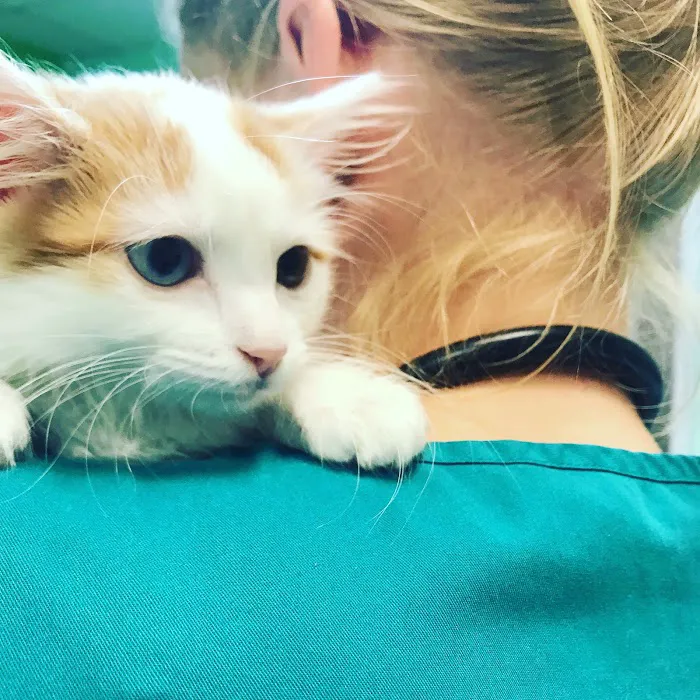 Ambassador Animal Hospital 10
