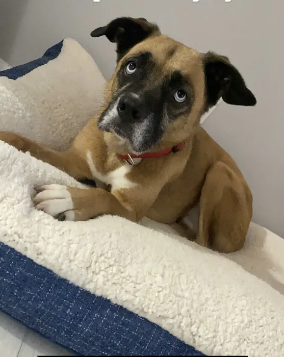 Richland Creek Animal Hospital 1