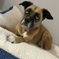 Richland Creek Animal Hospital ico