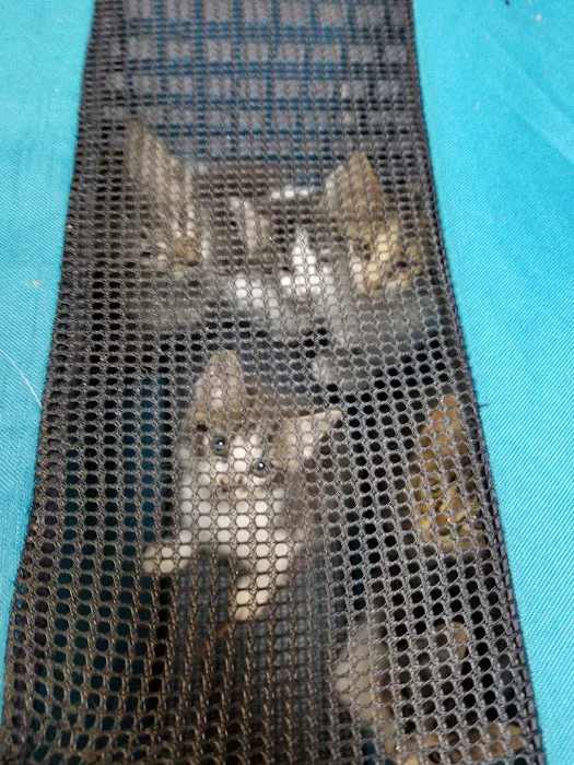 Richland Creek Animal Hospital 9