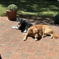 East Greenville Animal Hospital ico