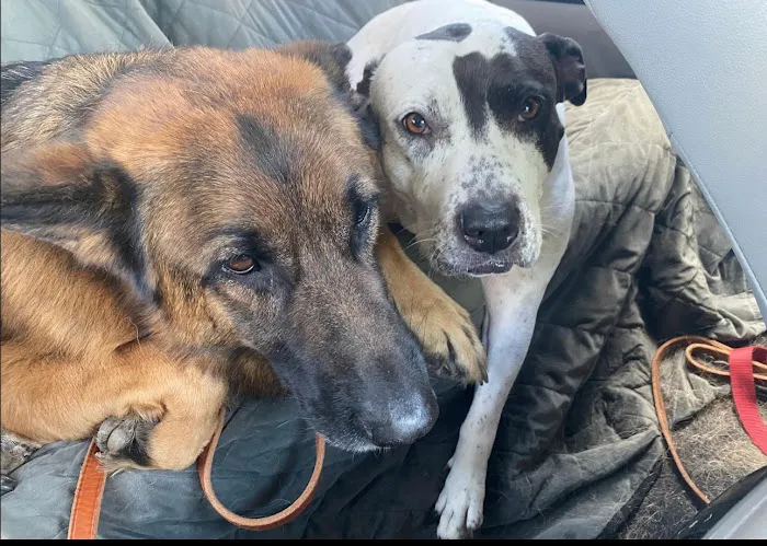 Sugar Creek Animal Hospital 10