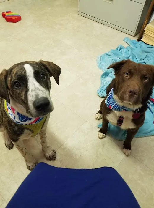 Double Springs Veterinary Hospital 12