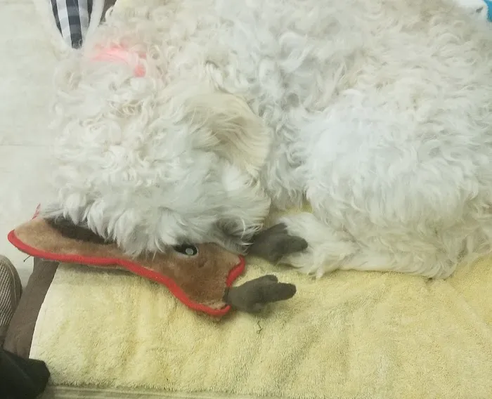 Double Springs Veterinary Hospital 12