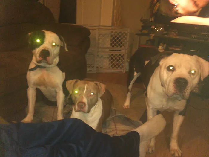 Double Springs Veterinary Hospital 12