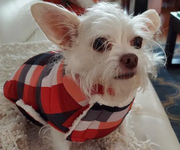 Banfield Pet Hospital