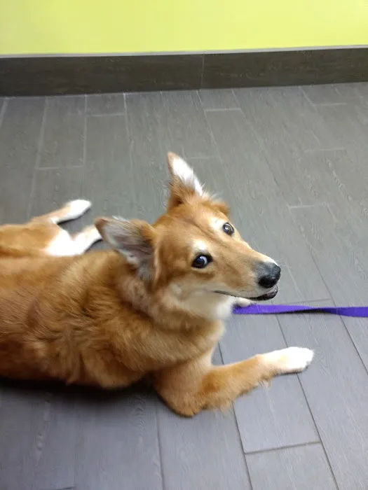 Banfield Pet Hospital 2
